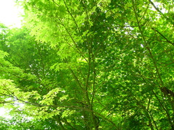Acer palmatum 'Katsura' — photo 3